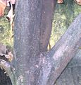 Wax apple (Syzygium samarangense) Tree lower trunk