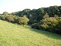 Wooded valley side, on Goscott Farm - geograph.org.uk - 983568