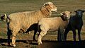 Woolly jumpers (3751915658) (cropped)