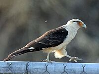 Yellow-headed Caracara RWD2