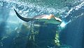 Zebra Shark at Waikiki Aquarium
