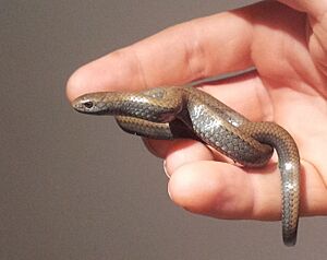 1 Slugeater - duberria lutrix - Cape Town 3.jpg