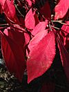 2014-11-11 14 33 05 Euonymus alatus foliage during autumn along Idaho Street in Elko, Nevada.jpg