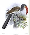 A monograph of the Bucerotidæ, or family of the hornbills (Plate LIII) BHL38534729