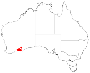 "Acacia bartlei" occurrence data from Australasian Virtual Herbarium