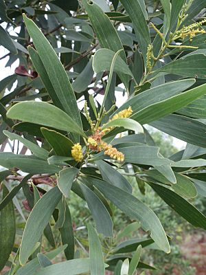 Acacia spirorbis fleur feuille.jpg