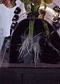 Aeroponic-propagation-soft-tissue