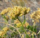 Amphipappus fremontii 4