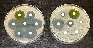 Antibiotic sensitivity and resistance