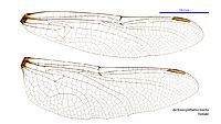 Archaeosynthemis leachii female wings (35053039235)
