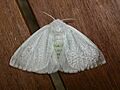 Arctornis submarginata