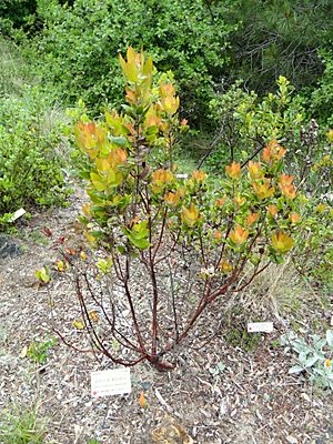 Arctostaphylos andersonii - University of California Botanical Garden - DSC09039.JPG
