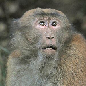 Assam macaque (Macaca assamensis pelops) male head Nagarjun