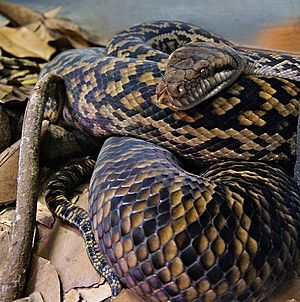 Australian Scrub Python (Morelia kinghorni) Australia Zoo.jpg