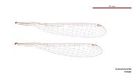 Austrosticta frater female wings (34441853910)