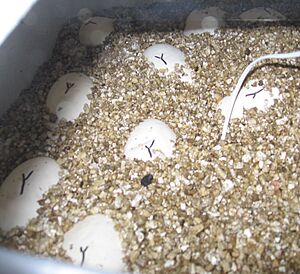 Ball Python Eggs Incubating
