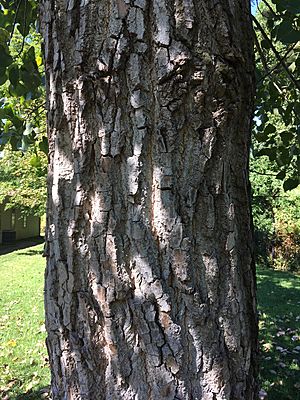Bark on bole of mature Eastern Cottonwood