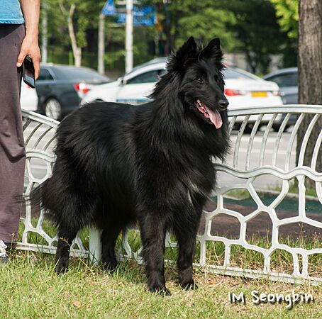 Belgian shepherd dog groenendael (벨지안 셰퍼드 독 그로넨달) (7502242134)