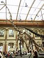 Berlin - Museum für Naturkunde - Brachiosaurus brancai