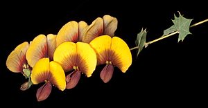 Bossiaea aquifolium - Flickr - Kevin Thiele.jpg