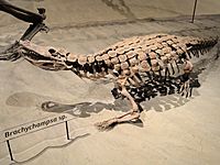 Brachychampsa sp. - Natural History Museum of Utah - DSC07238.JPG