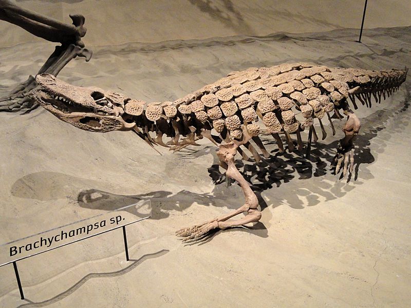 Brachychampsa sp. - Natural History Museum of Utah - DSC07238