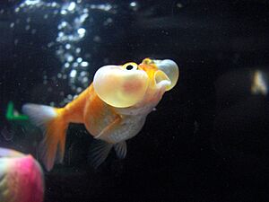 Bubble Eye goldfish