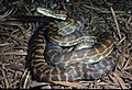 CSIRO ScienceImage 3883 Stimsons Python