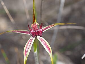 Caladenia lorea 04