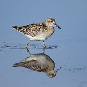 Calidris acuminata - Sydney Olympic Park