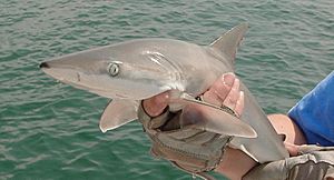 Carcharhinus acronotus noaa