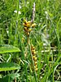 Carex panicea (Poland - PLH020073) 02