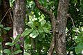 Careya arborea (Wild guava) in Narsapur forest, AP W IMG 0152