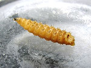 Chrysomya rufifacies Larva 1