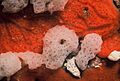 Clathrina coriacea (Montagu, 1818) sur Spirastrella cunctatrix Schmidt, 1868