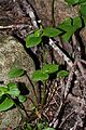 Claytonia sibirica 9292