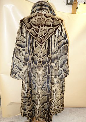 Clouded leopard Facts for Kids