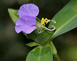 Commelina maculata W IMG 1280.jpg