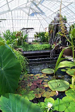 Conservatory of Flowers - lilypad room