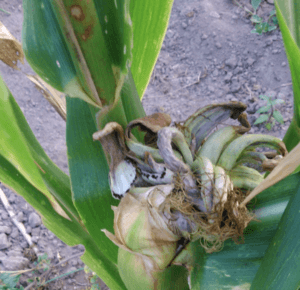 Corn smut on an ear of corn