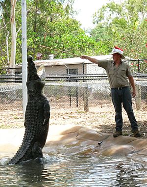 Crocodile feeding, Billabong Sanctuary