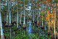 Cypress Dome with Alligator (2), NPSphoto, G.Gardner (9101884286)