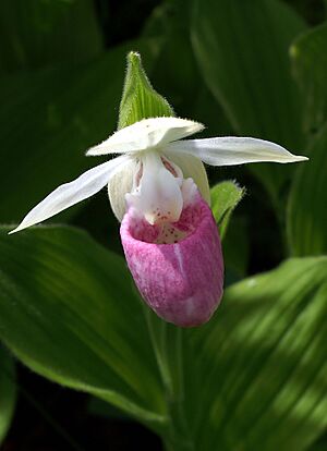 Cypripedium reginae Orchi 004