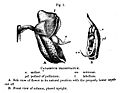 Darwin on Catasetum barbatum page 152 - illustration