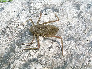 DragonflyNymph