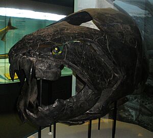 Dunkleosteus terrelli (fossil)