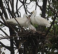Egretta garzetta (nest with juvenile s3)