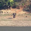 Elephant Gobi