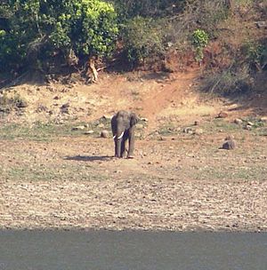 Elephant Gobi
