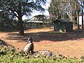 Emus and wallabies at Tropiquaria